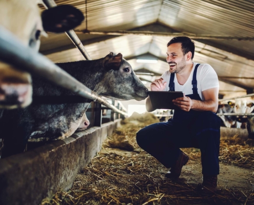 Production animale 5354 